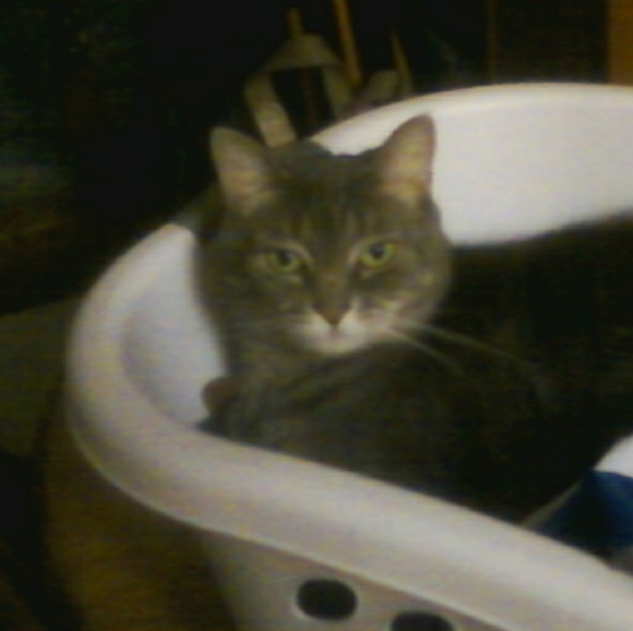 Meet your Posher, Merrie lee - Picture 2 of 4